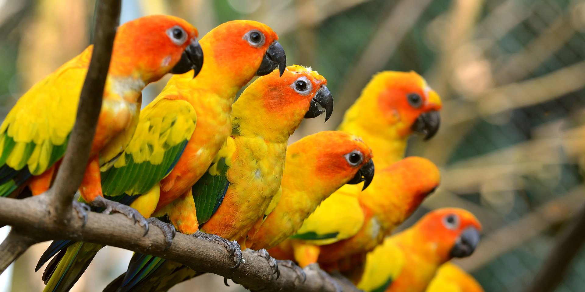 Bunte Papageien sitzen auf einem Ast