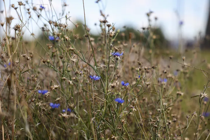 Blumen auf dem ÜSTRA Betriebshof in Leinhausen